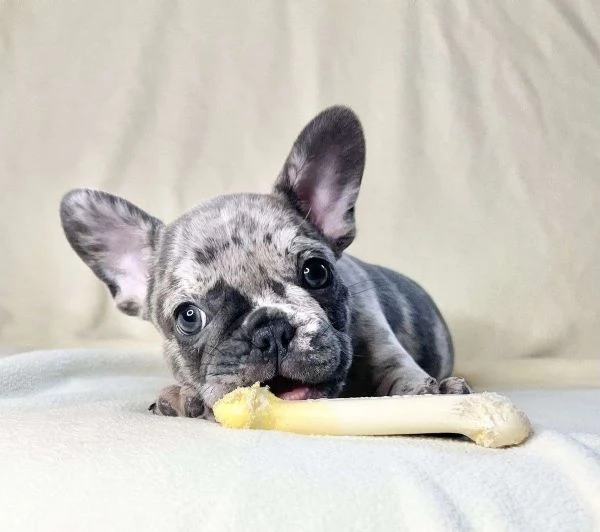Adorabili e straordinari cuccioli di Bulldog francese pronti per le loro nuove e amorevoli case per 