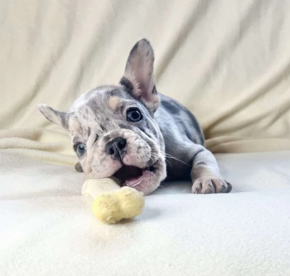 Adorabili e straordinari cuccioli di Bulldog francese pronti per le loro nuove e amorevoli case per  | Foto 0