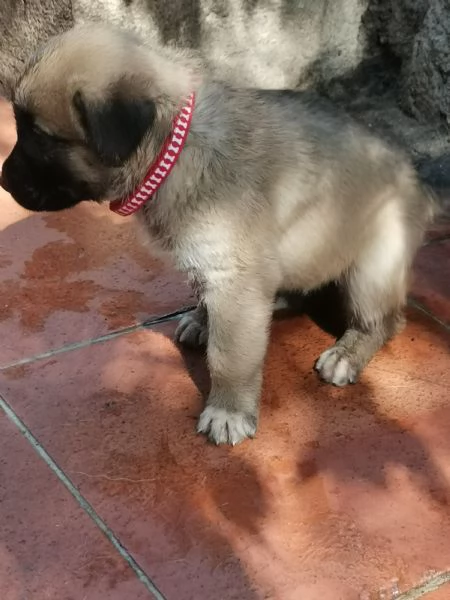 Catania regalo cuccioli incrocio di pastore tedesco e pastorina ad amanti animali in zonadesco e p