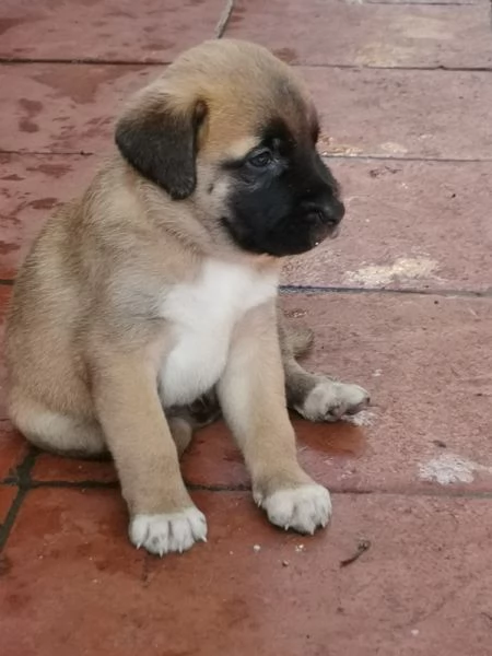 Catania regalo cuccioli incrocio di pastore tedesco e pastorina ad amanti animali in zonadesco e p | Foto 5