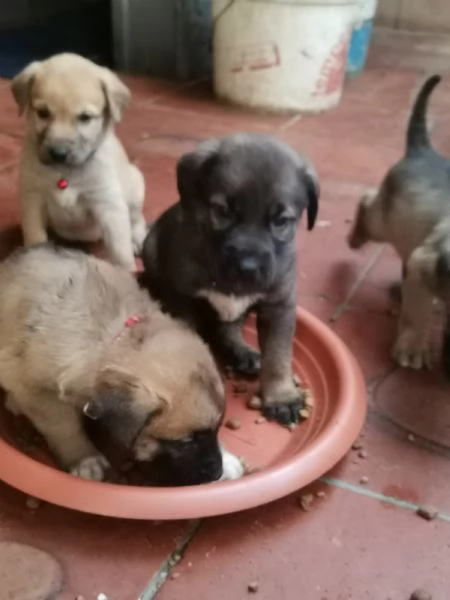 Catania regalo cuccioli incrocio di pastore tedesco e pastorina ad amanti animali in zonadesco e p | Foto 4