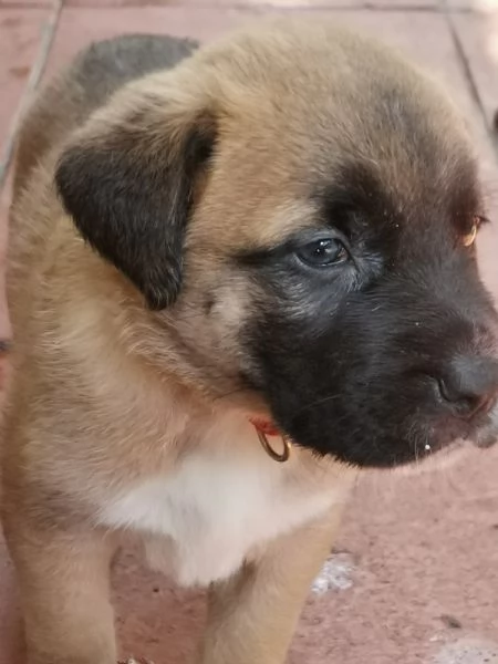 Catania regalo cuccioli incrocio di pastore tedesco e pastorina ad amanti animali in zonadesco e p | Foto 3