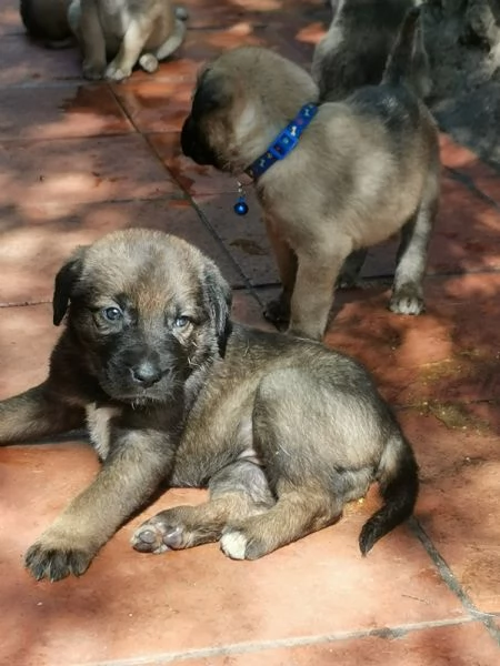 Catania regalo cuccioli incrocio di pastore tedesco e pastorina ad amanti animali in zonadesco e p | Foto 2