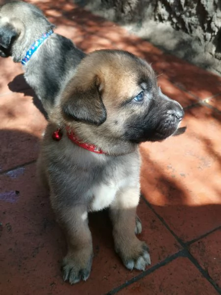 Catania regalo cuccioli incrocio di pastore tedesco e pastorina ad amanti animali in zonadesco e p | Foto 1
