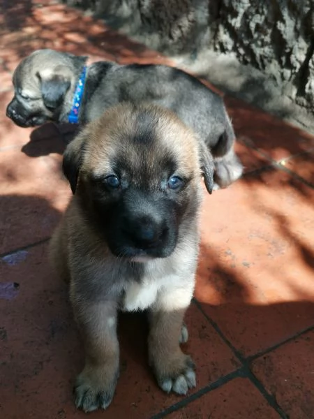 Catania regalo cuccioli incrocio di pastore tedesco e pastorina ad amanti animali in zonadesco e p | Foto 0