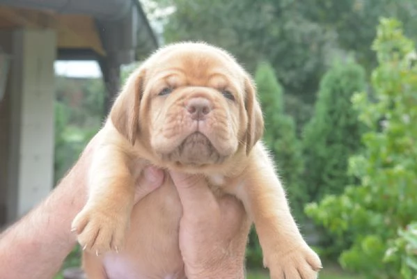 Dogue de Bordeaux Bellissimi Cuccioli