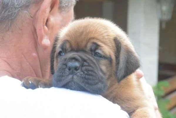 Dogue de Bordeaux Bellissimi Cuccioli | Foto 6