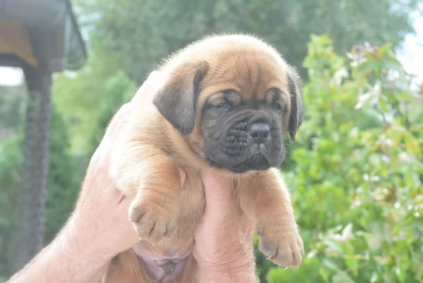Dogue de Bordeaux Bellissimi Cuccioli | Foto 5