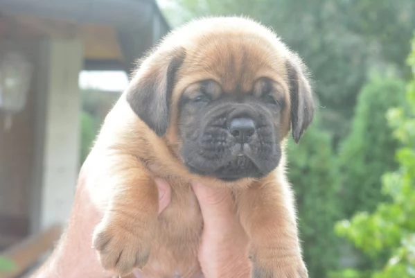 Dogue de Bordeaux Bellissimi Cuccioli | Foto 4