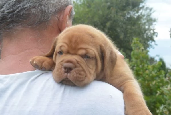 Dogue de Bordeaux Bellissimi Cuccioli | Foto 3