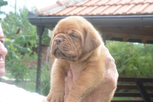 Dogue de Bordeaux Bellissimi Cuccioli | Foto 2