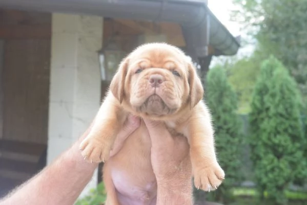 Dogue de Bordeaux Bellissimi Cuccioli | Foto 1
