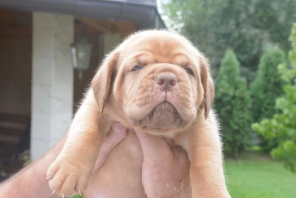 Dogue de Bordeaux Bellissimi Cuccioli | Foto 0
