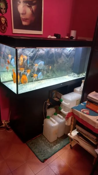ACQUARIO JUWEL RIO  450 LITRI | Foto 10