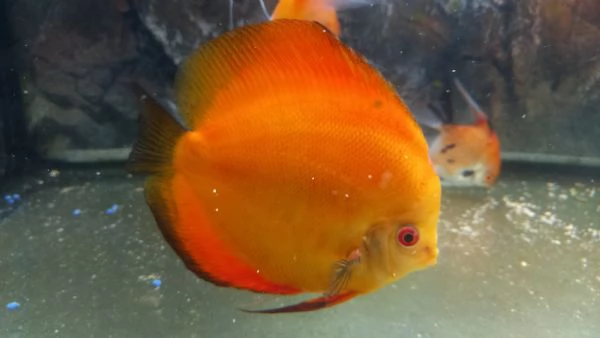 ACQUARIO JUWEL RIO  450 LITRI | Foto 8