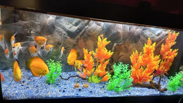 ACQUARIO JUWEL RIO  450 LITRI