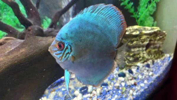 ACQUARIO JUWEL RIO  450 LITRI | Foto 6