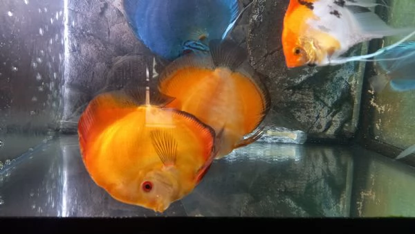 ACQUARIO JUWEL RIO  450 LITRI | Foto 5