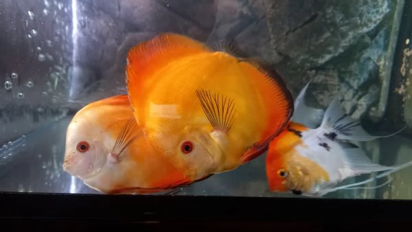 ACQUARIO JUWEL RIO  450 LITRI | Foto 5