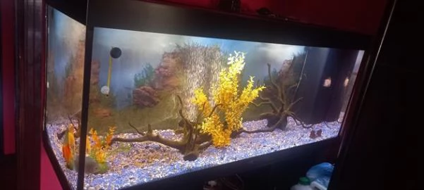 ACQUARIO JUWEL RIO  450 LITRI | Foto 2