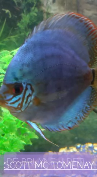 ACQUARIO JUWEL RIO  450 LITRI | Foto 2