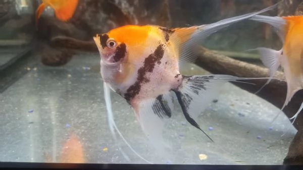 ACQUARIO JUWEL RIO  450 LITRI | Foto 1