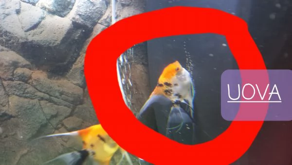 ACQUARIO JUWEL RIO  450 LITRI | Foto 0