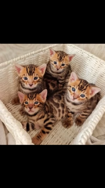 gattini bengala disponibili | Foto 2