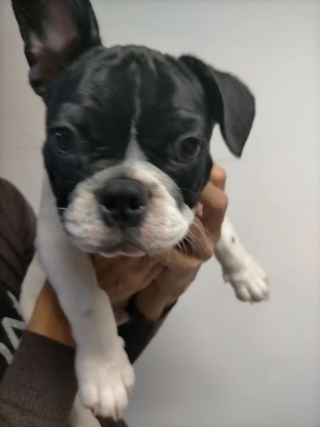 Bulldog francese 