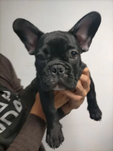 Bulldog francese  | Foto 2