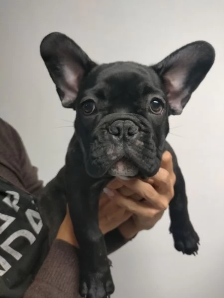 Bulldog francese  | Foto 1