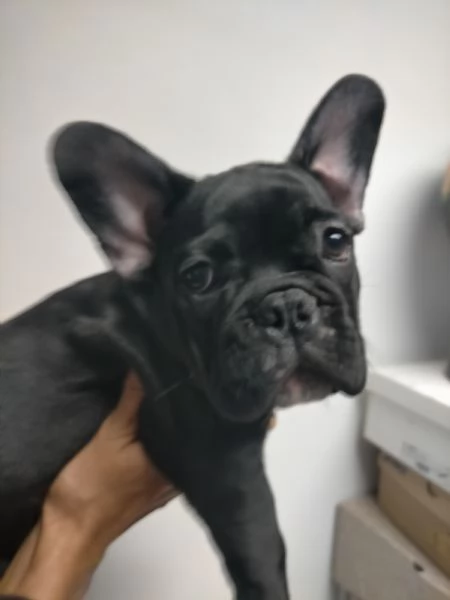 Bulldog francese  | Foto 0