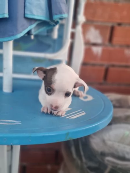 Pincher toy | Foto 3