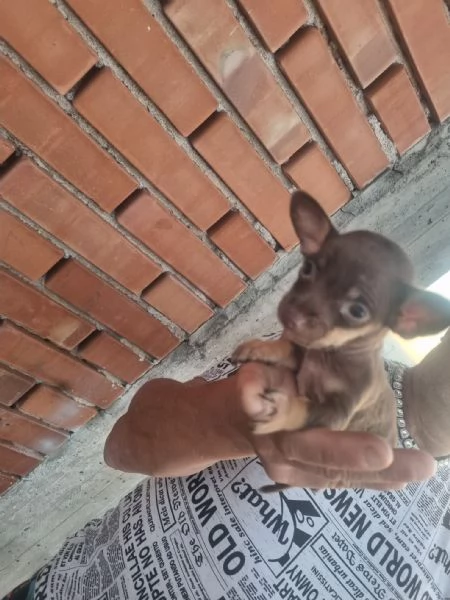 Pincher toy | Foto 2