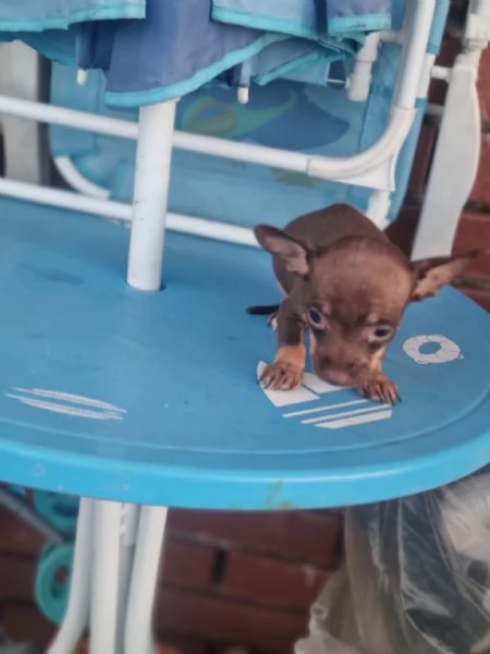 Pincher toy | Foto 1