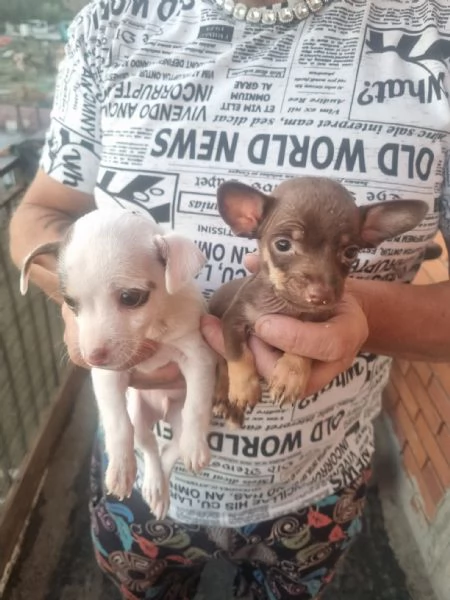 Pincher toy | Foto 0