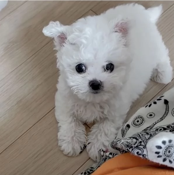 1. Barboncino Toy Bianca e marrone   (cuccioli maschio e femmina)