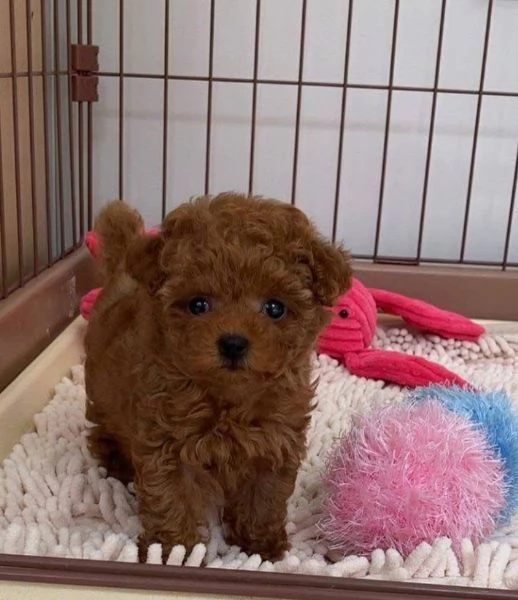 Barboncino Toy (cuccioli maschio e femmina)