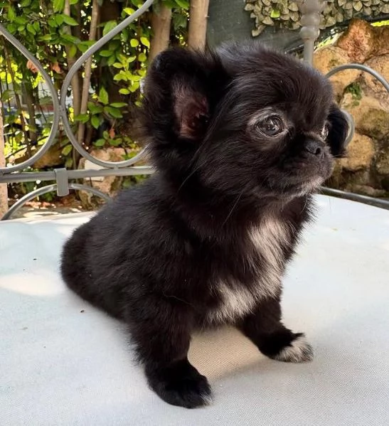 Chihuahua Toy (cuccioli maschio e femmina) | Foto 0