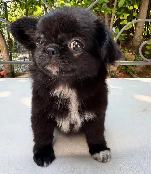 Chihuahua Toy (cuccioli maschio e femmina)