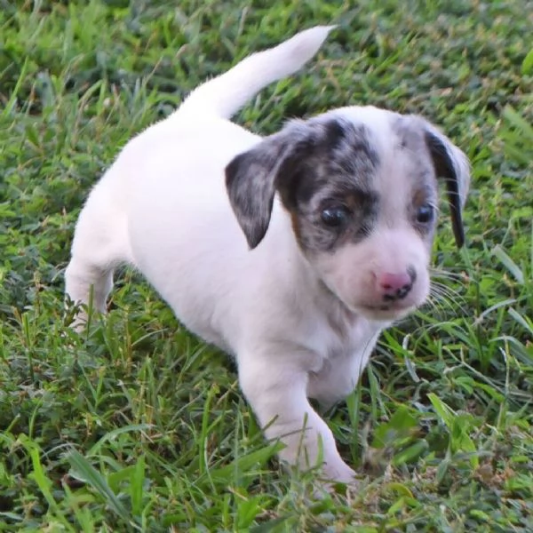 Bassotto  (cuccioli maschio e femmina) | Foto 0