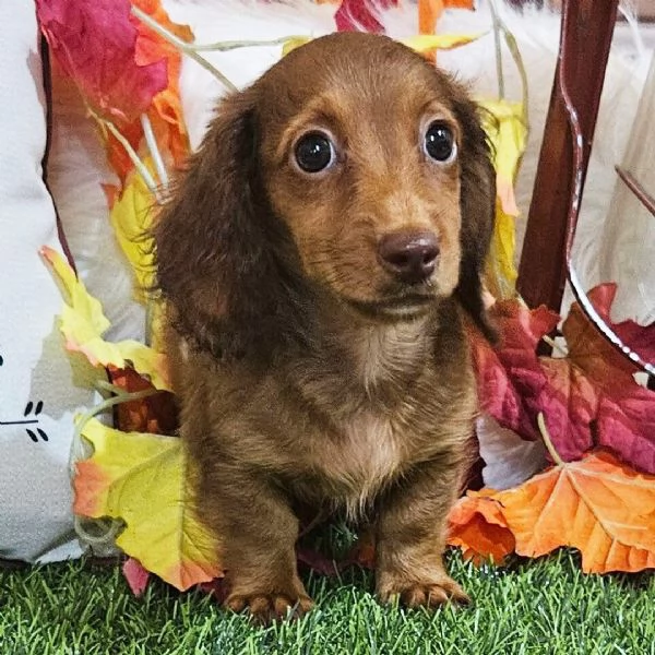 Bassotto  (cuccioli maschio e femmina)