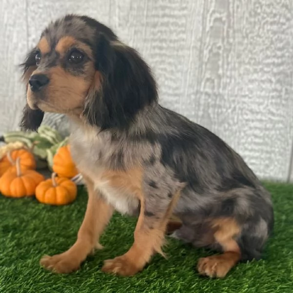 Cavalier King Charles (cuccioli maschio e femmina)