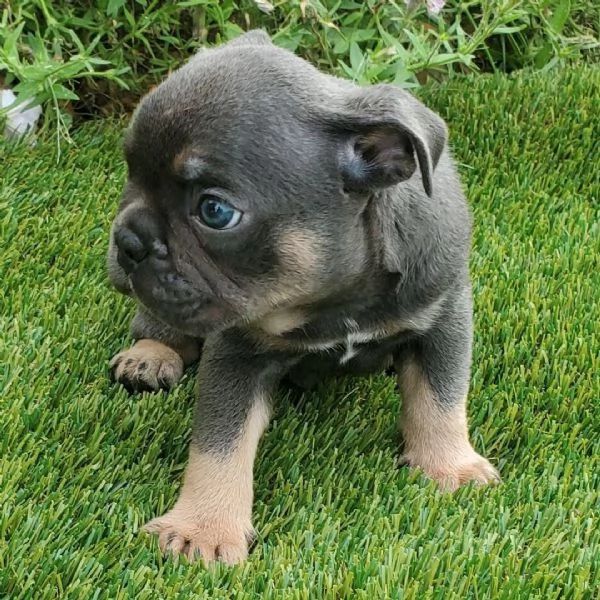 Bulldog Francese (cuccioli maschio e femmina) | Foto 1