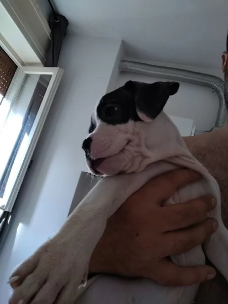 Cuccioli di pitbull | Foto 4