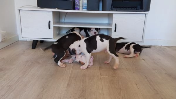 Cuccioli di pitbull | Foto 3