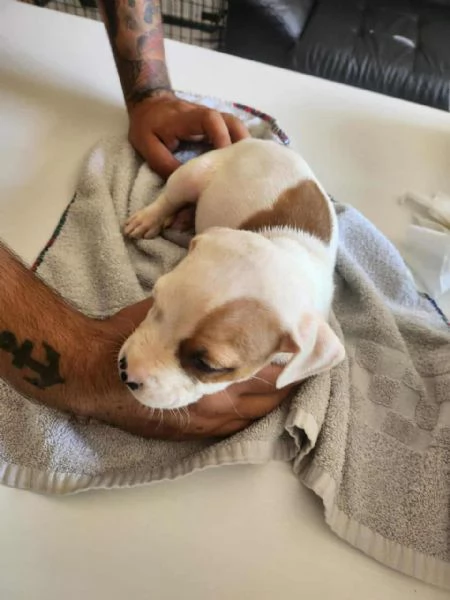 Cuccioli di pitbull | Foto 2