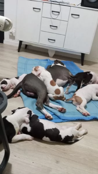Cuccioli di pitbull | Foto 1