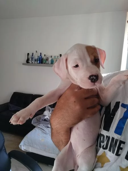Cuccioli di pitbull | Foto 0