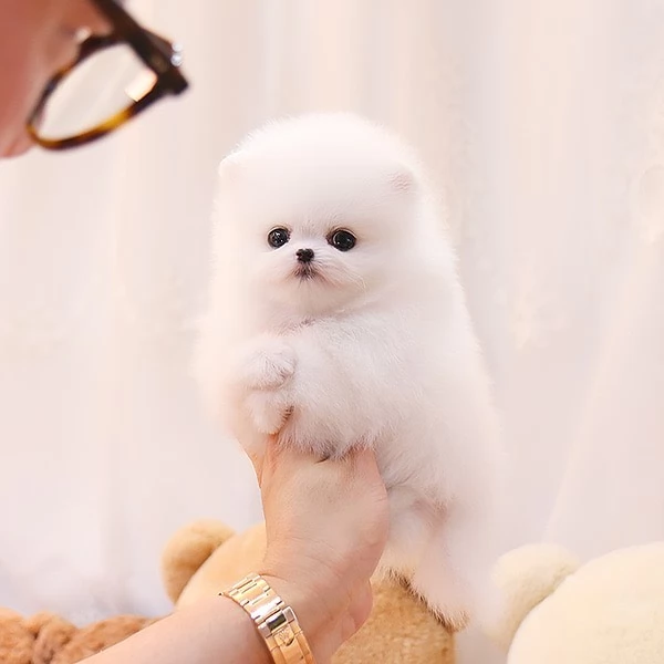 Incontra il cucciolo di Pomerania più bello e disponibile per la tua casa | Foto 8